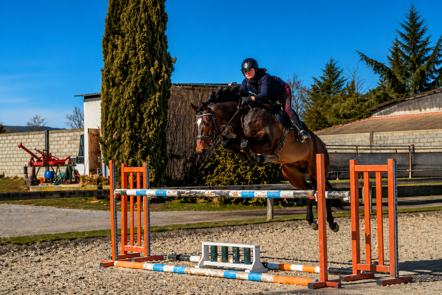 Vente de cheval : Koud'Coeur